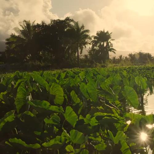 Taro Field